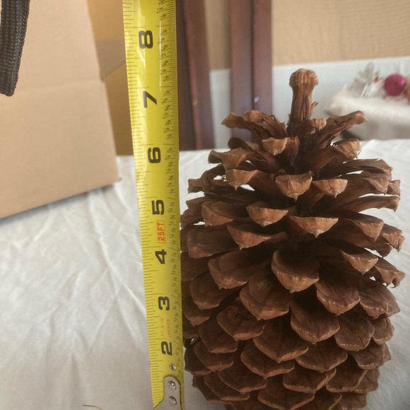 Other - 2 huge 8” & 7 1/2” Tall Rare Vintage California pine cones
